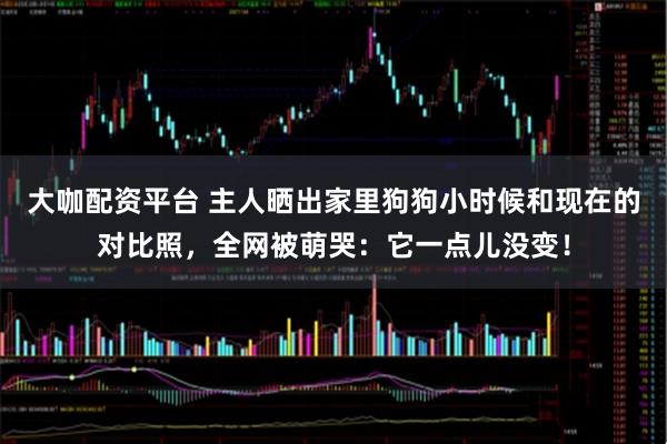 大咖配资平台 主人晒出家里狗狗小时候和现在的对比照,全网被萌哭:它一点儿没变!